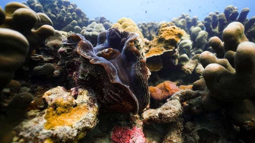 Andaman: Havelock Scuba Diving by PADI 5-Star Dive Center - Starting at Nemo Reef beachside center