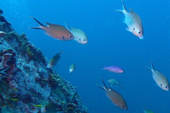 Anguilla Based: 2-Tank Group Dive Experience for Certified Divers - Meeting the crew at Sandy Ground