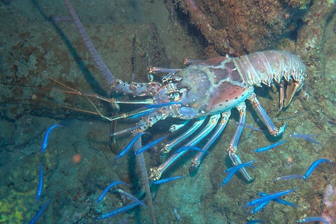Anguilla Based: 2-Tank Group Dive Experience for Certified Divers - What the boat ride adds