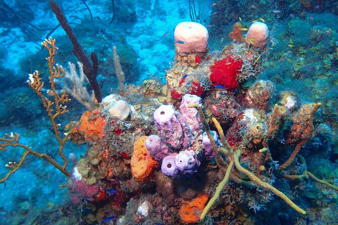 Anguilla Based: 2-Tank Group Dive Experience for Certified Divers - Practical details before you book