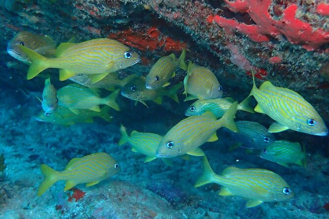 Anguilla Based: 2-Tank Group Dive Experience for Certified Divers - Choosing the day’s two underwater sites