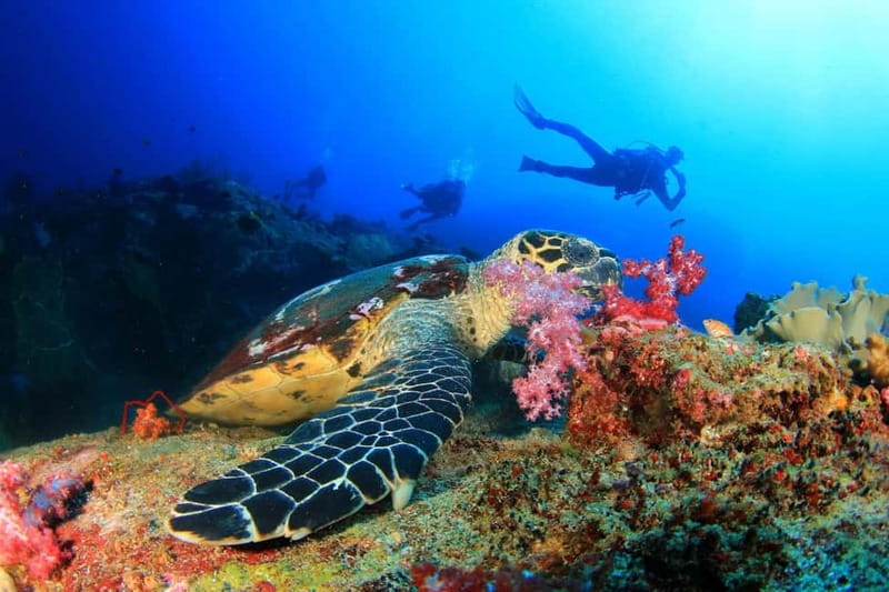 Antalya/Kemer: Scuba Diving Experience with 2 Dives & Lunch - Aquarium Bay: an easy first underwater session