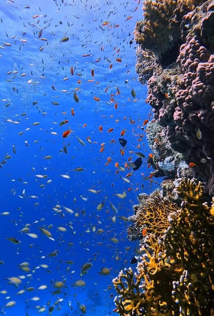 Antalya, Side and Alanya: Scuba Diving with Lunch & 2 Dives - The second session reaches about 12 meters