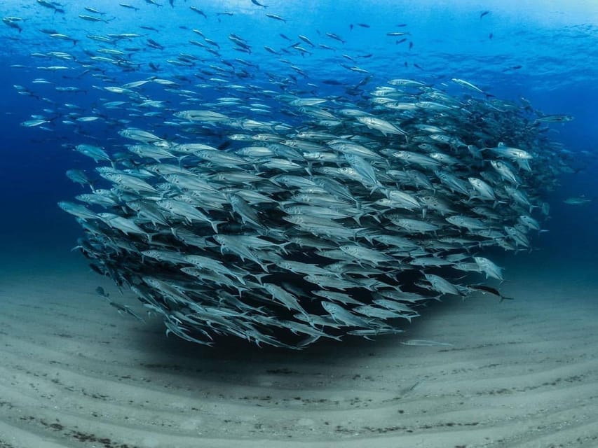 Antalya, Side and Alanya: Scuba Diving with Lunch & 2 Dives - What the $44 price really covers
