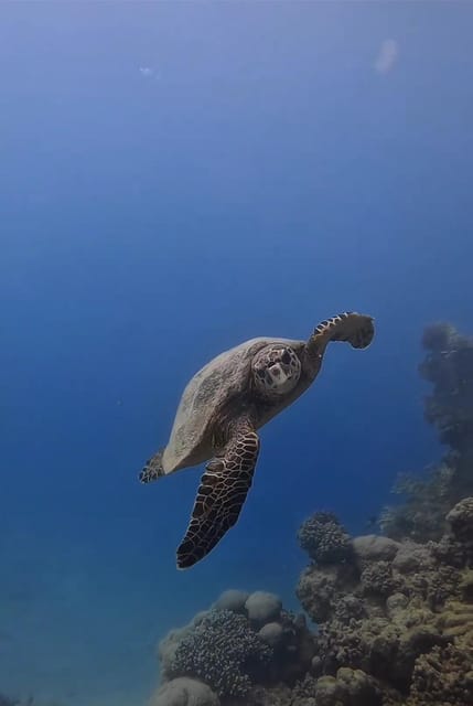 Antalya, Side and Alanya: Scuba Diving with Lunch & 2 Dives - Who will enjoy this most