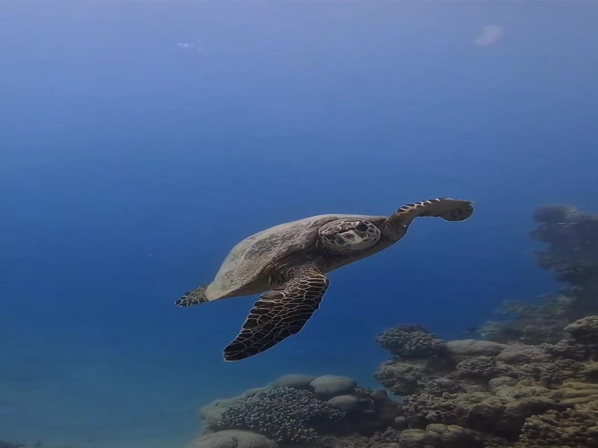 Antalya, Side and Alanya: Scuba Diving with Lunch & 2 Dives - Practical tips for a smoother day