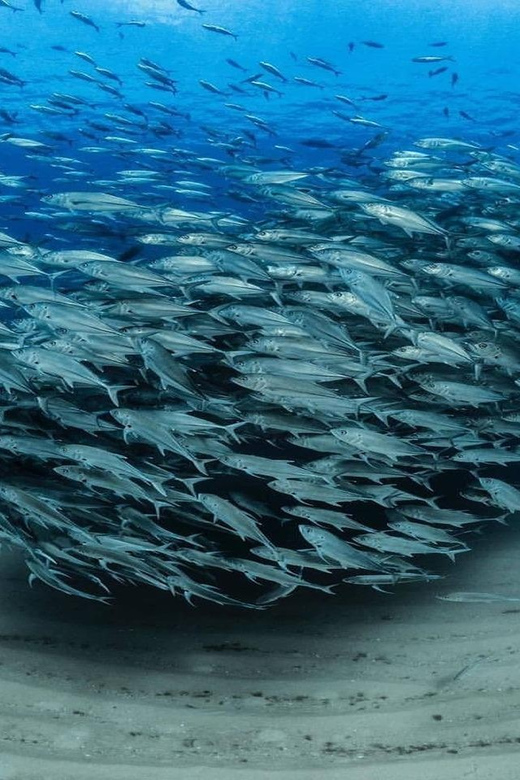Antalya, Side and Alanya: Scuba Diving with Lunch & 2 Dives - Reaching Liman and getting ready
