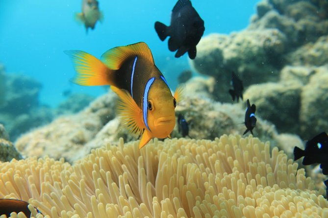 Aqua Safari Introductory Helmet Dive (Underwater Walk) - Who should book this experience