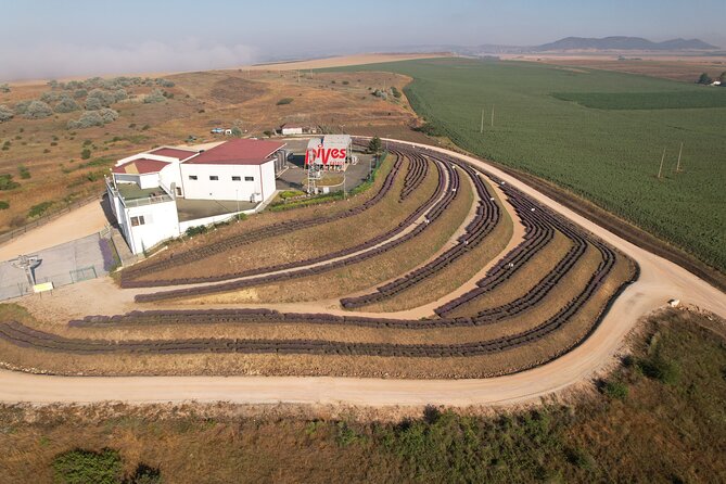 Aroma sampling of 5 Bulgarian Lavender varieties at DiVes Winery - A short walk through DiVes Estate Winery