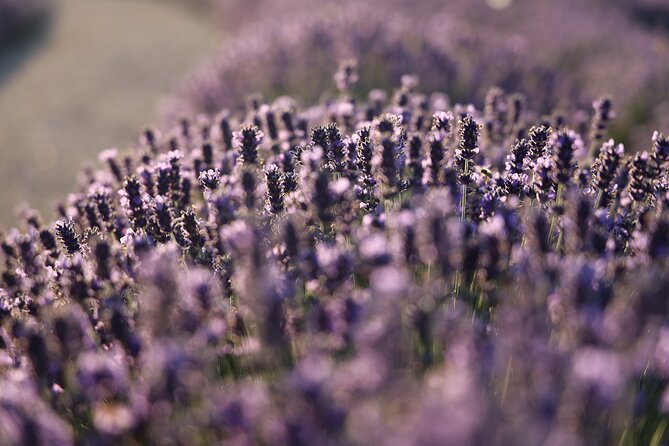 Aroma sampling of 5 Bulgarian Lavender varieties at DiVes Winery - Why the flowering season matters