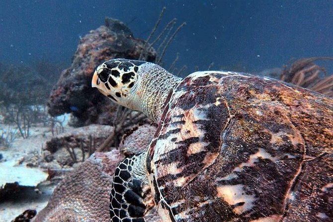 Aruba 1-Tank guided Dive for certified divers with rental equipment - Key points to know