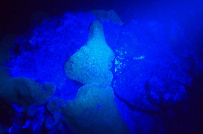 Aruba 1-Tank guided UV Night Dive for certified divers with rental equipment - What you will see under the special light