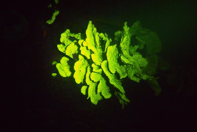 Aruba 1-Tank guided UV Night Dive for certified divers with rental equipment - Equipment, certification, and age rules