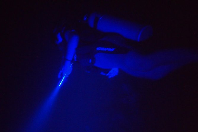 Aruba 1-Tank guided UV Night Dive for certified divers with rental equipment - Is the $123 price good value?