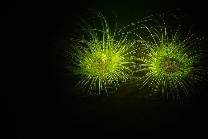 Aruba 1-Tank guided UV Night Dive for certified divers with rental equipment - Meeting at Pure Diving Aruba at 5:00 pm