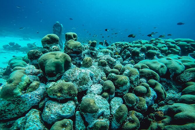 Aruba 2-Tank Dive Excursion for Certified Divers - What the underwater pace may feel like