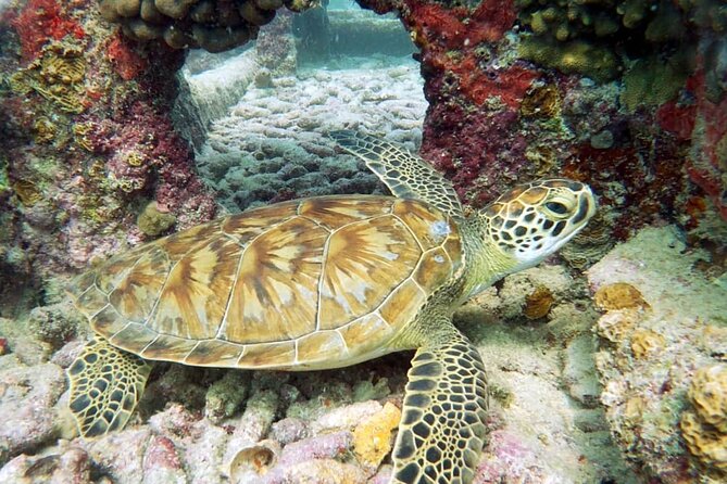 Aruba 2-Tank Dive Excursion for Certified Divers - Who should book this Aruba scuba trip?