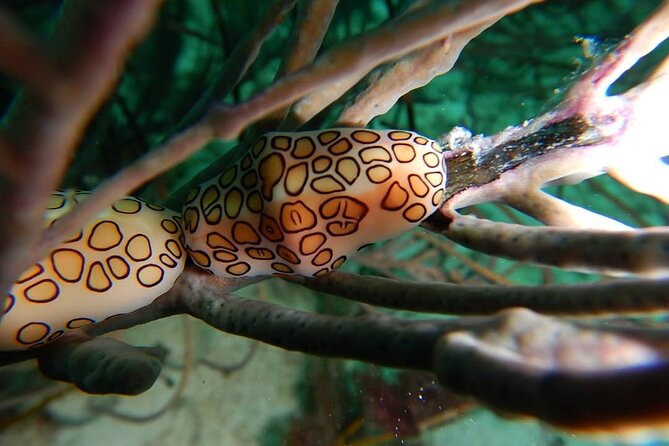 Aruba 2-Tank Dive Excursion for Certified Divers - Should you book it?