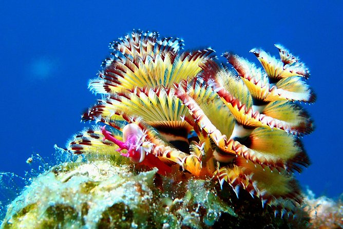 Aruba 2-Tank guided Dive for certified divers / own equipment - Your morning from pickup to the first site