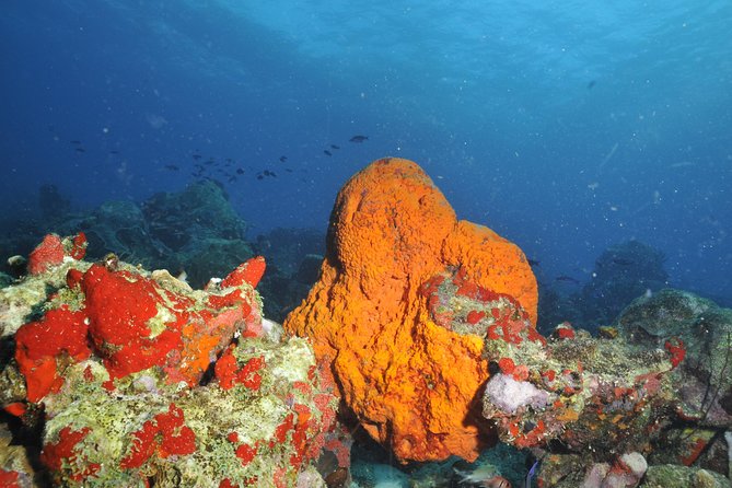 Aruba 2-Tank Guided Dive for Certified Divers / rental equipment - Why Aruba’s southern reefs make this a worthwhile morning