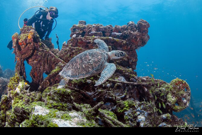 Aruba Guided Night Dive Adventure: Shallow Reefs or Shipwrecks - Who should book this evening activity