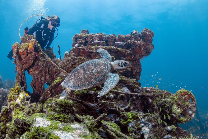 Aruba One or Two Tank Scuba Dive - Safety, fitness, and site changes