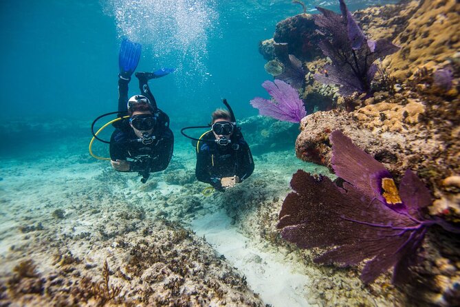 Aruba One or Two Tank Scuba Dive - Choosing one tank or two