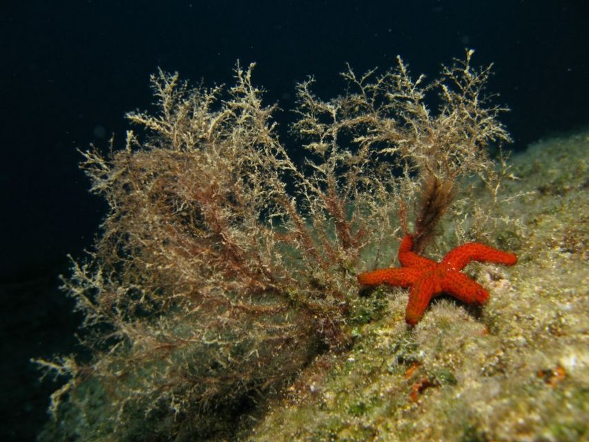 Athens: Adventure Dives in Nea Makri for Certified Divers - Is $64 good value for a certified participant?