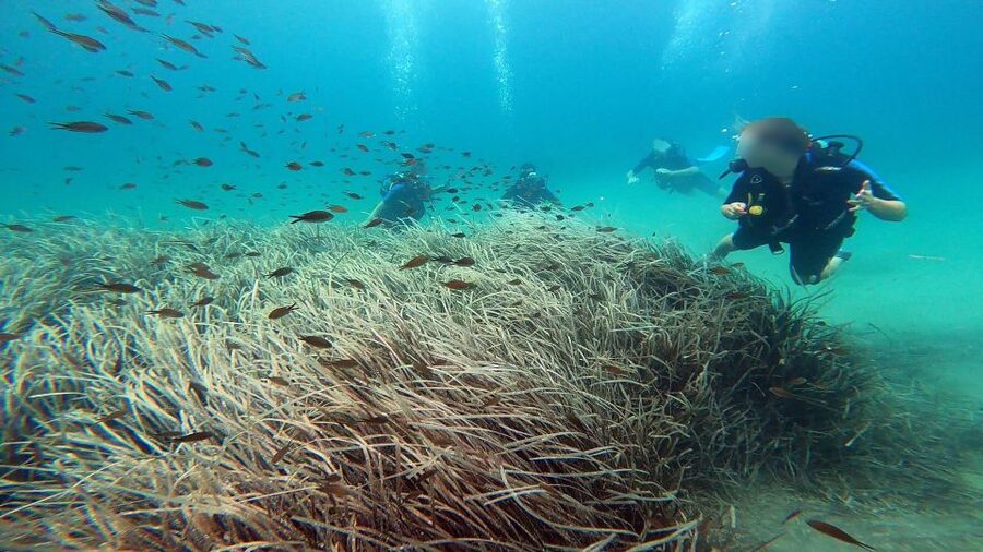 Athens East Coast: Discover Scuba Diving in Nea Makri - Who should book this activity