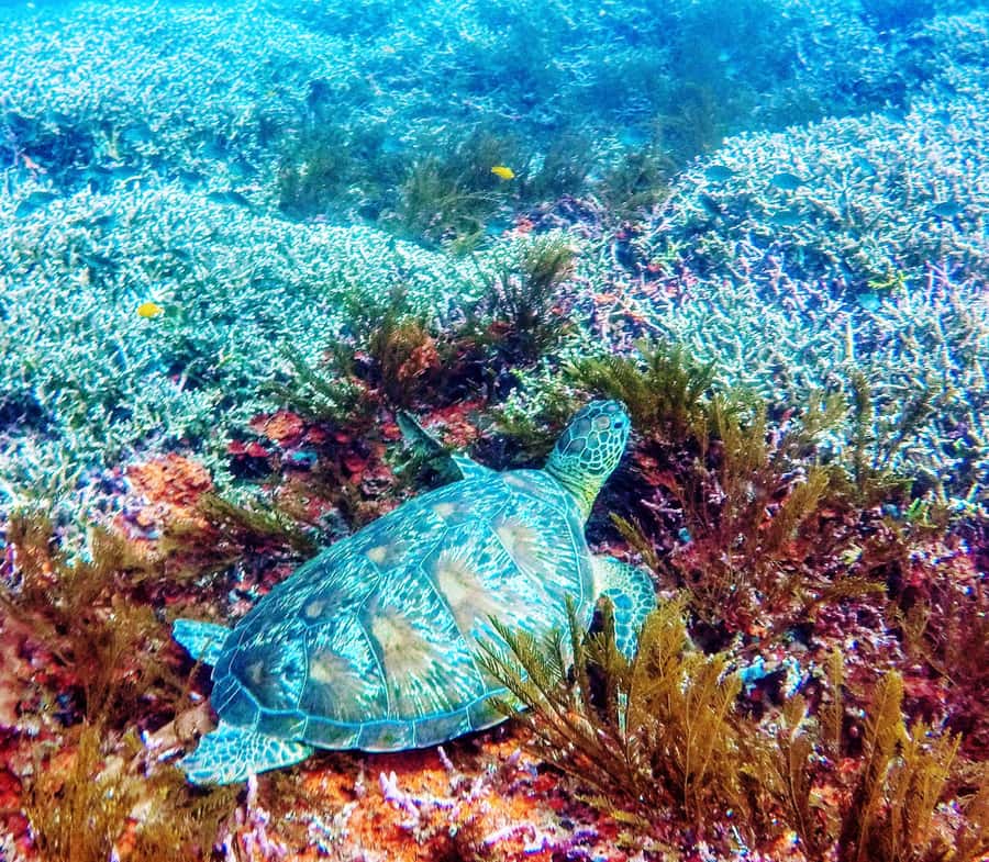Bali: 2-Day PADI Advanced Open Water Course - Day one at Padang Bai Blue Lagoon