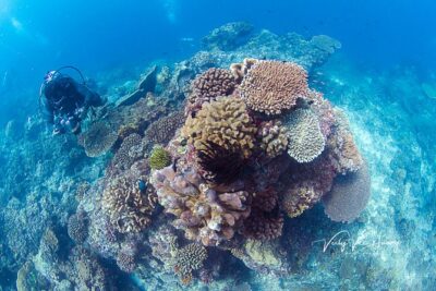 Bali Diving Day Trip-Manta Point/Tulamben Shipwreck-Fun Dive