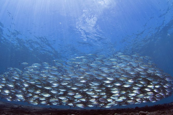 Bali Diving Day Trip-Manta Point/Tulamben Shipwreck-Fun Dive - Who will enjoy this day most