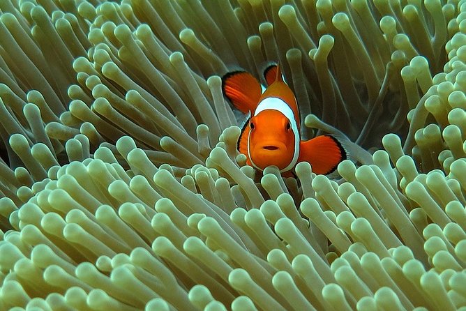 Bali Diving for Beginners: Tulamben Liberty Wreck - Key points to know before you book