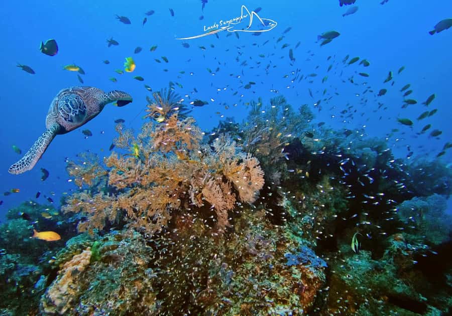 Bali/Nusa Penida: 3 Fun Dives to Manta Point, Mola & Reef - Key points to know before booking