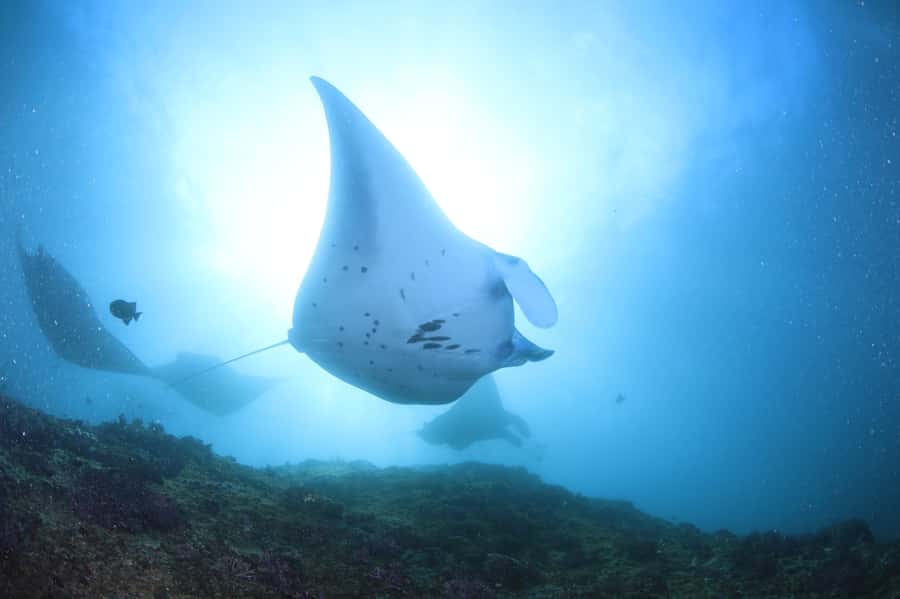 Bali/Nusa Penida: 3 Fun Dives to Manta Point, Mola & Reef - Manta Point brings the biggest payoff