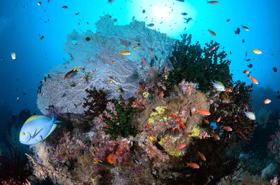 Bali/Nusa Penida: 3 Fun Dives to Manta Point, Mola & Reef - Crystal Bay adds seasonal interest