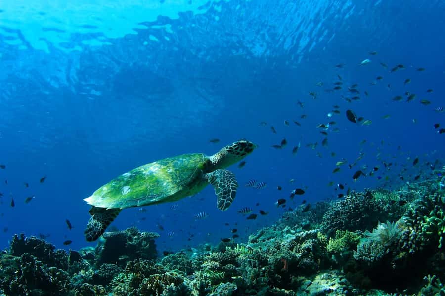 Bali: Padangbai Blue Lagoon Scuba Diving Private Tour - Key points to know before booking
