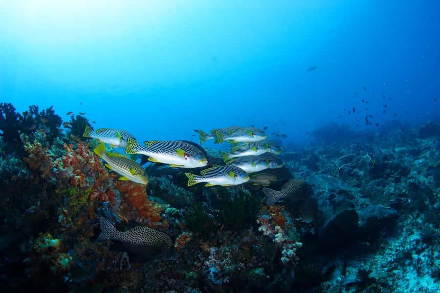 Bali: Padangbai Blue Lagoon Scuba Diving Private Tour - The 90-minute road to Padangbai