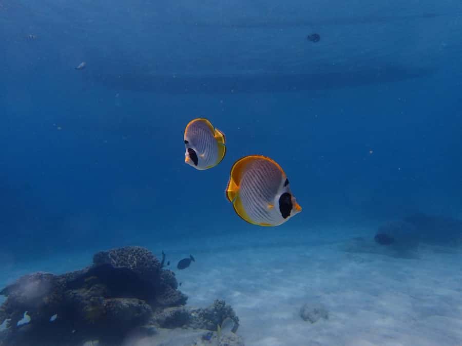 Bali: Padangbai Blue Lagoon Scuba Diving Private Tour - Drop Off and its wall of fish
