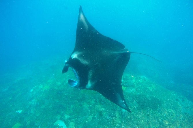 Bali Scuba Diving at Nusa Penida Manta Point For Certified Diver - Crystal Bay brings stronger current and more challenge