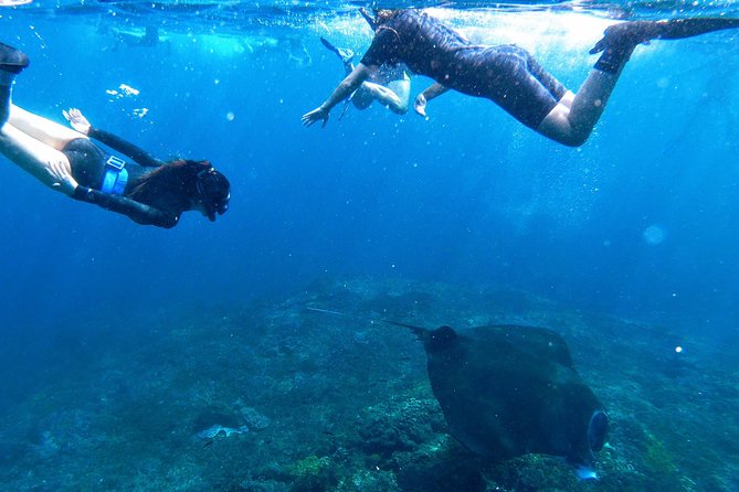 Bali Scuba Diving at Nusa Penida Manta Point For Certified Diver - Equipment, insurance, and lunch make $180 easier to judge