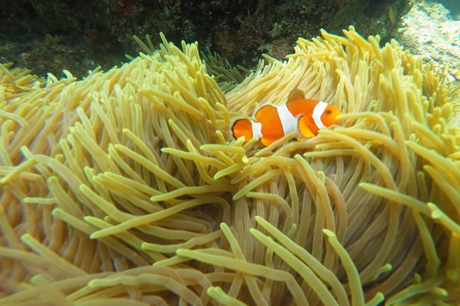 Bali Scuba Diving at Padang Bai for Certified Diver - Equipment, guides, and the GoPro option
