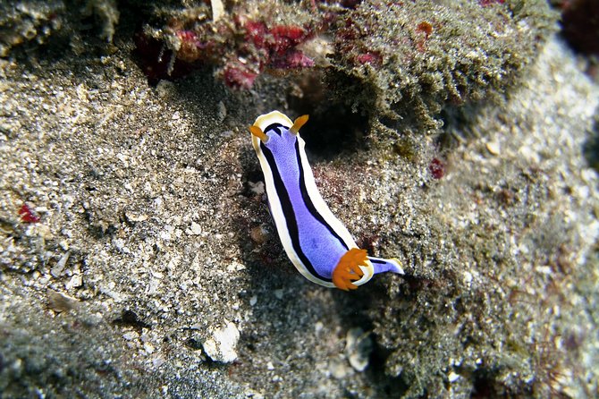 Bali Scuba Diving at Padang Bai for Certified Diver - What the $98.34 price really covers