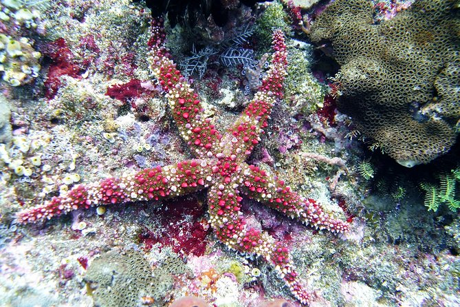 Bali Scuba Diving trip at Tulamben for Certified Diver - The introductory option for first-time participants