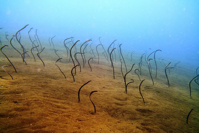 Bali Scuba Diving trip at Tulamben for Certified Diver - Lunch, drinks, and the pause between sessions
