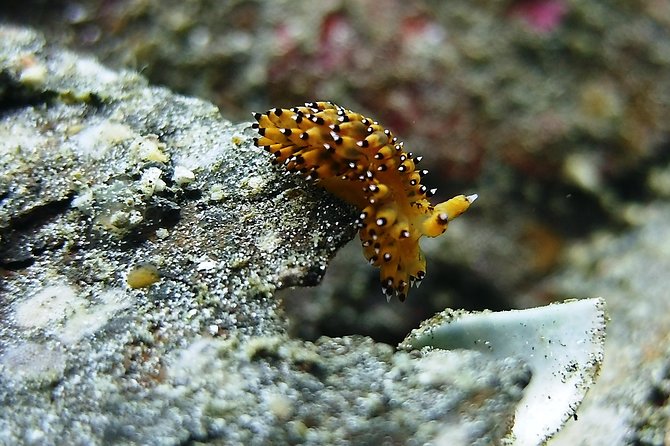 Bali Scuba Diving trip at Tulamben for Certified Diver - Who will get the most from this day