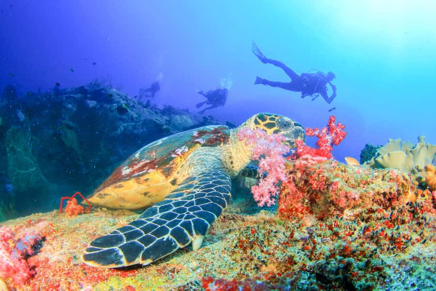 Bali: Tulamben Bay Beginner's Dive Experience - Getting comfortable with scuba equipment