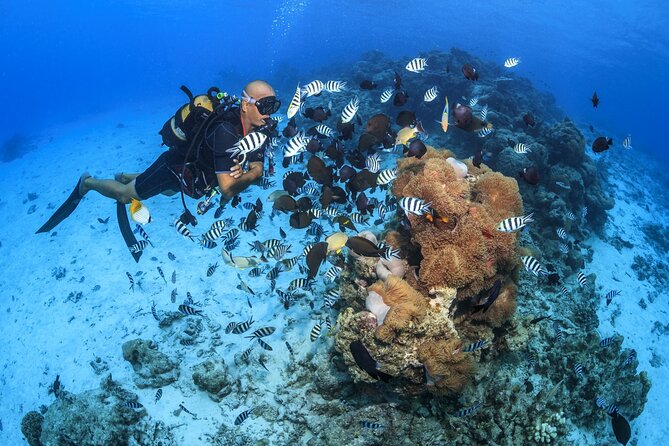 Baptism diving in the turquoise waters of Tahiti - What happens at the 2:00 pm meeting point