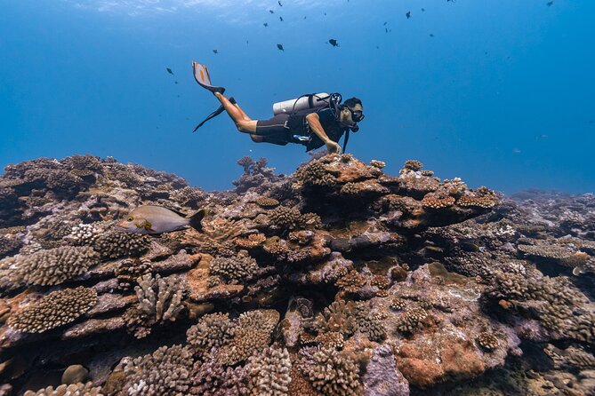 Baptism: introductory dive at Moorea Fun Dive - Small groups and personal attention
