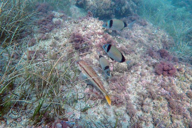 Baptism of diving from boat - A balanced look at the instruction
